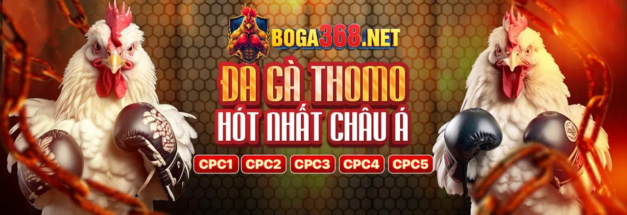 Đá gà trực tuyến kịch tính tại bong dalu